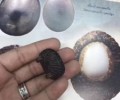 龍婆遮 一期擋降貝 難遇精品