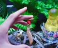 龍婆蓋 魂魄勇滅魔刀