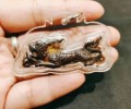 泰北法術第一古巴磐石加持的第三期食人虎