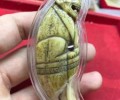 龍婆灑大師佛歷2480虎王