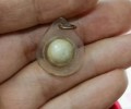 龍婆實韻2526-2536年人緣桃花路翁