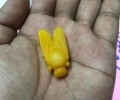 Pam Kham佛歷2560大黃蜂